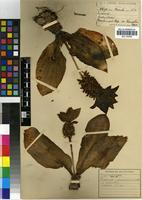 Isoneotype of Eucomis autumnalis (Mill.) Chitt. subsp. autumnalis [family HYACINTHACEAE]