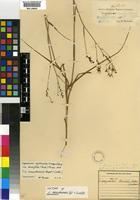 Isotype of Lapeirousia masukuensis Vaupel&Schltr. [family IRIDACEAE]