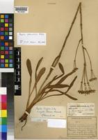 Syntype of Alepidea peduncularis A.Rich. [family APIACEAE]