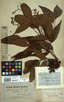 Isolectotype of Flindersia pimenteliana F.Muell. [family RUTACEAE]