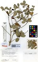 Isotype of Gesneria haitiensis L.E.Skog [family GESNERIACEAE]