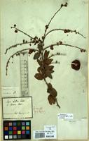 Type of Mimosa dulcis Roxb. [family LEGUMINOSAE-MIMOSACEAE]