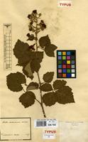 Type of Rubus vestitus Weihe & Nees ex Bluff & Fingerh. [family ROSACEAE]