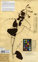 Type of Antigonon cinerascens M.Martens & Galeotti [family POLYGONACEAE]