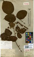 Type of Rubus bellardi Weihe & Nees ex Bluff. & Fingerh. [family ROSACEAE]