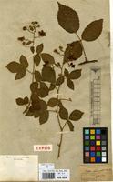 Type of Rubus sprengelii Weihe [family ROSACEAE]