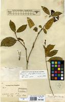 Syntype of Faramea affinis Müll.Arg. [family RUBIACEAE]