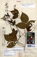 Isolectotype of Paullinia urvilleoides Radlk. [family SAPINDACEAE]
