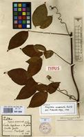Isotype of Serjania acuminata Radlk. [family SAPINDACEAE]