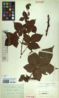 Type of Rubus affinis Weihe & Nees [family ROSACEAE]