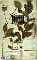 Type of Faramea affinis Müll.Arg. [family RUBIACEAE]