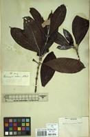 Type of Webera corymbosa Willd. var. montana Thwaites [family MELASTOMATACEAE]
