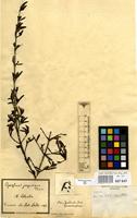 Type of Coprosma propinqua A.Cunn. [family RUBIACEAE]