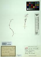 Type of Galium trichophorum Kar. & Kir. [family RUBIACEAE]