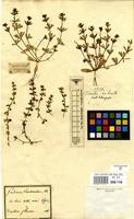 Filed as Galium verrucosum Huds. [family RUBIACEAE]