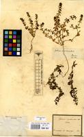 Filed as Galium verrucosum Huds. [family RUBIACEAE]