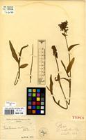 Type of Aneilema erectum De Wild. [family COMMELINACEAE]