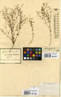 Filed as Galium setaceum Lam. [family RUBIACEAE]