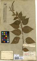 Syntype of Acalypha communis Müll.Arg. var. intermedia Müll.Arg. [family EUPHORBIACEAE]