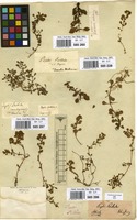 Filed as Lythrum portula (L.) D.A. Webb. [family LYTHRACEAE]