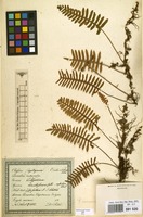 Filed as Pleopeltis polypodioides (L.) E.G.Andrews & Windham [family POLYPODIACEAE]