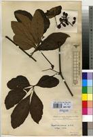 Type of Ampelocissus venenosa De Wild. [family VITACEAE]