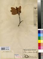 Isotype of Ochna antunesii Engl. & Gilg. ex Tiegh. [family OCHNACEAE]