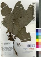 Isotype of Lecaniodiscus punctatus J.B.Hall [family SAPINDACEAE]