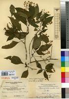 Type of Thamnojusticia amabilis Mildbr. [family ACANTHACEAE]