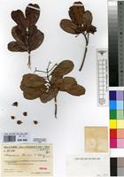 Isotype of Nesogordonia humbertii Capuron [family MALVACEAE]