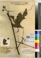 Isotype of Ampelocissus multistriata (Baker) Planch. [family VITACEAE]