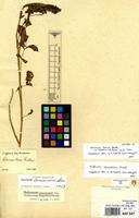 Isotype of Solanum tenue Sendtn. [family SOLANACEAE]