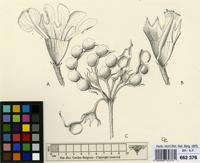 Filed as Antopetitia abyssinica A.Rich. [family LEGUMINOSAE-PAPILIONACEAE]