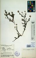 Filed as Sphaeranthus flexuosus O.Hoffm. [family COMPOSITAE]