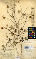 Filed as Clematis welwitschii Hiern ex Kuntze [family RANUNCULACEAE]