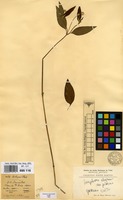 Holotype of Mogiphanes pilosa M.Martens & Galeotti [family AMARANTHACEAE]