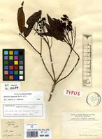 Lectotype of Bejaria glabra M.Martens & Galeotti [family ERICACEAE]