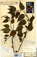 Holotype of Acalypha amblyodonta (Mull.Arg.) Mull.Arg. var. hispida Mull.Arg. [family EUPHORBIACEAE]