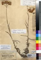 Isosyntype of Achyrocline hochstetteri Sch.Bip ex A.Rich. [family ASTERACEAE]