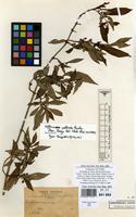 Type of Hoffmannia pallida Rusby [family RUBIACEAE]
