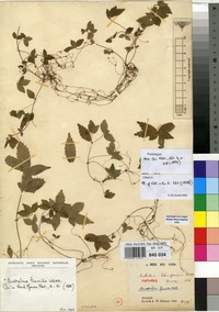 Isotype of Australina schimperiana Wedd. [family URTICACEAE]