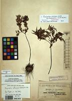 Isosyntype of Cheilanthes schimperi Kunze [family ADIANTACEAE]