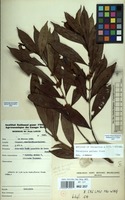 Filed as Tricalysia pallens Hiern [family RUBIACEAE]