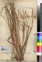 Isosyntype of Andropogon lindiensis Pilg. [family POACEAE]