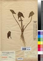Isotype of Alisma kotschyi Hochst. [family ALISMATACEAE]