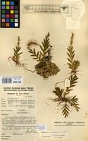Filed as Oberonia disticha Schltr. [family ORCHIDACEAE]