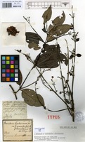 Isolectotype of Banisteria gardneriana A.Juss. var. nummifera (A.Juss.) Nied. [family MALPIGHIACEAE]