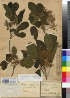 Type of Helietta multiflora Engl. [family RUTACEAE]