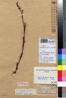 Type of Disa bisetosa Kraenzl. [family ORCHIDACEAE]