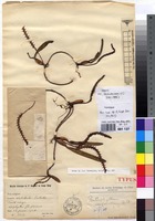 Type of Bulbophyllum unifoliatum De Wild. [family ORCHIDACEAE]